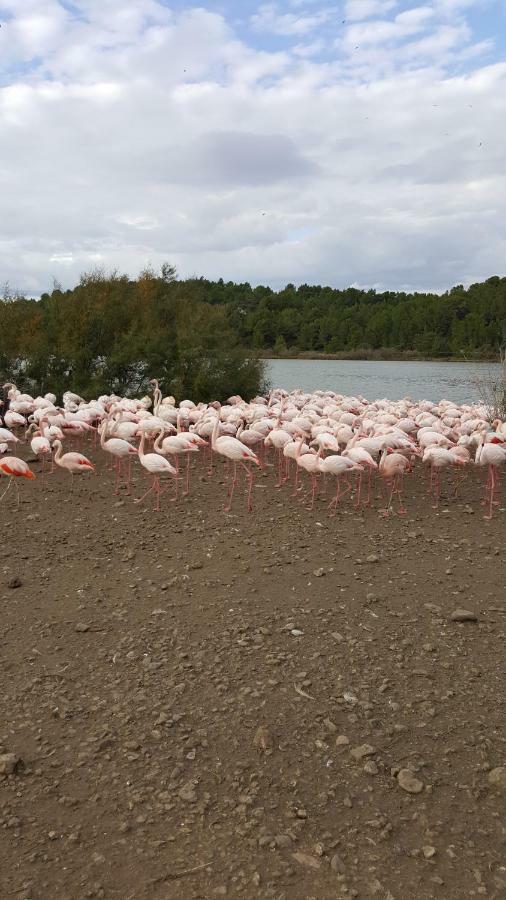 Appartement Le Flamant Rose Port-la-Nouvelle Eksteriør bilde